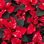 2 Multi Varieties Poinsettia Plants Live, Polka Dot Red Poinsettia Flowers for Holiday Christmas Gift, Decoration Houseplant 5-10" in Tall, No Pot