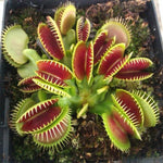 3 Green Venus Flytraps Plants Live, Starter Plants Fly Trap Dionaea Muscipula for Plantsing