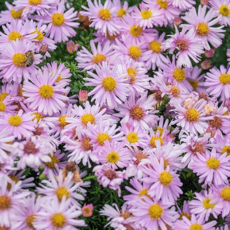 Pink Aster Plants Live for Planting, 3 to 6 Inch Asters Perennial Live Plants, No Pot
