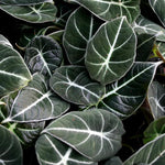 Set 2 Black Velvet Alocasia Live Plants for Planting, 5 to 7 Inc Tall, Indoor Houseplant Alocasia Plant Live, No Pot, Alocasia Colocasia Taro Plants for House Plants