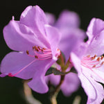 Live Azalea Plant, Hardy Rhododendron Flowering Shrub, 10 Inches Tall for Growing (Purple)