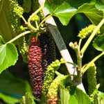 Pakistan Mulberry Plant Live for Planting, 6-8 Inch Tall, Pakistan Mulberry Fruit Tree Plant, Long Mulberries Tree