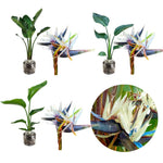 Bird of Paradise Plants Live, Strelitzia Reginae Live Plant, Tropical Perennial Blooming, Houseplant Indoor Outdoor Planting (White)