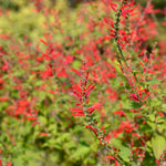 Live Pineapple Sage Plant, Red Flowers for Garden, Long-Lasting Blooms, 5-9 Inc Tall