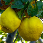 Quince Tree Plant Live, Cold Hardy Edible Fruit Tree, 2-3 Ft Tall