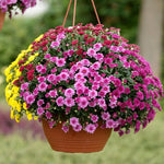 3 Assorted Mum Plants, Mix Chrysanthemum Live Plant for Planting, Size 4 to 6 Inch Tall, Vibrant Blooms, Perennial Mum Garden Live Plants