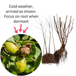 4 Pecan Trees Live Dormant, Cold Hardy Nut Trees for Gardens and Landscapes, 1-2 Feet Height Bareroots