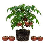 Set 2 Tomato Plants, Black Red Tomato Plants Live for Planting, 4-6 Inc Tall, Live Vegetable Plant for Indoor Outdoor Garden