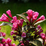 Weigela Live Plant, Pink Weigela Starter Plant in 4 Inch Potted, Live Weigela Plant, Weigela Plant Live for Growing Indoor Outdoor