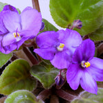 Purple African Violet Plant Live, Purple Violet Flower, 3-5 Inches Tall