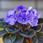 Light Blue African Violet Live Plant in 4” Pot, Blooming Indoor Houseplant, Easy Care Flowering Plant for Home or Office Décor