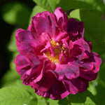 Climbing Roses Live Plants, Rose Bushes Ready to Planting, No Pot, Cut Back, Well Rooted, 6-8 Months Old (Striped Purple)