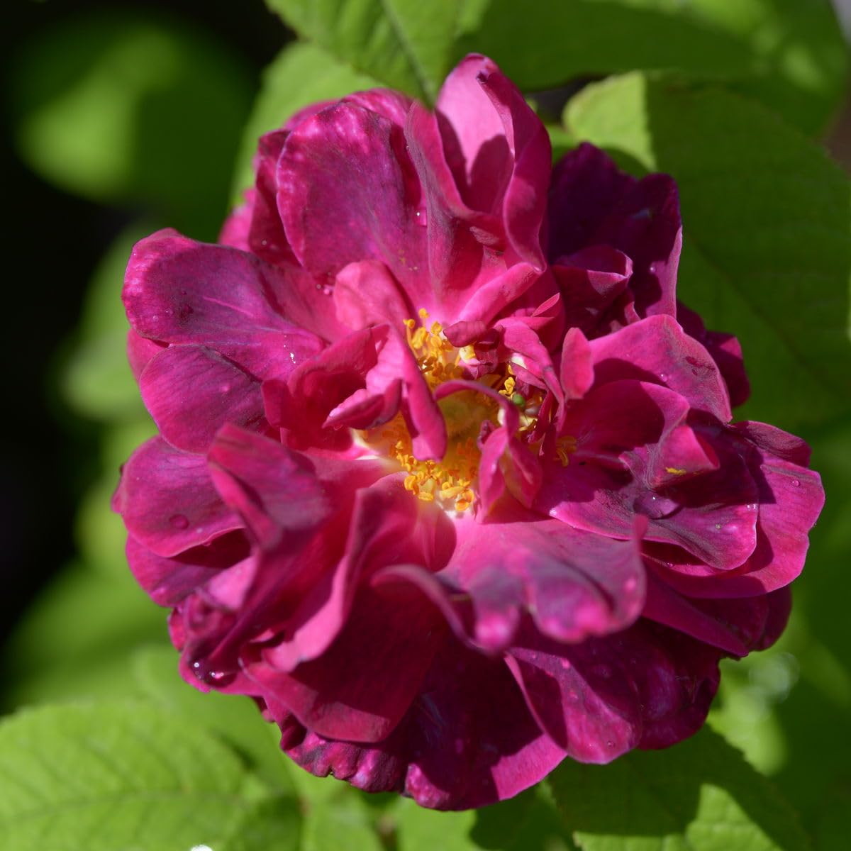 Climbing Roses Live Plants, Rose Bushes Ready to Planting, No Pot, Cut Back, Well Rooted, 6-8 Months Old (Striped Purple)