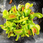 Pack 6 Mix Venus Flytraps Plants Live, Starter Plants Fly Trap Dionaea Muscipula for Growing