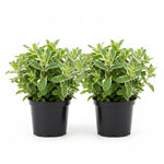 Set of 2 Pineapple Mint Plants Live 4-6 Inches, Perennial Mint Plants, Fragrant Herbs for Growing Outdoor Indoor