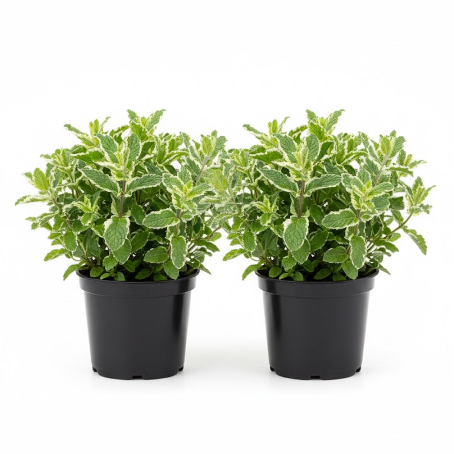 Set of 2 Pineapple Mint Plants Live 4-6 Inches, Perennial Mint Plants, Fragrant Herbs for Growing Outdoor Indoor