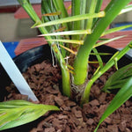 Live Palm Tree Plant in 3 Gallon Pot, No CA, Large Fully Rooted Size, Ready to Plant for Home Décor Indoor Outdoor Landscape, Rare Palm Trees, Seashore Palm