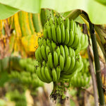 Banana Plant Live, Grand Nain Banana Tree Live Plant, Hardy Banana Fruit Seedling 4 to 8 Inch Tall, Indoor Outdoor