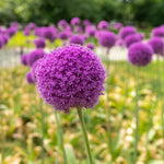 6 Allium Bulbs for Planting, Allium Gladiator Bulbs, Purple Blooming Onion Flowering Perennial for Spring and Summer Garden