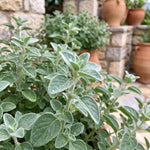 Set 3 Live Oregano Plant 4-6 Inches Tall, Oregano Herb for Gardening, Easy Care, Fast Growing