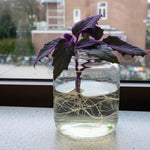 Set of 2 Gynura Purple Passion Plant Live, Gynura Royal Velvet, 4-8 Inch Tall for Planting