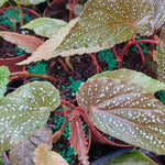 2 Live Begonia Angel Wing Maculata Set, Size 5-9 Inch Tall, Pink Spot Polka Dot Begonia Plants, Indoor Outdoor Decorative Houseplants