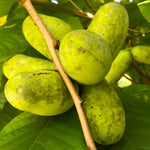 Pawpaw Tree Live Plant 1 Year Old in Quart Pot, Paw Paw Trees Plants Live for Planting, 6-12" Tall Cold Hardy