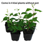 Set of 4 Hardy Kiwi Plants Live, 4-6 Inch Tall, Cold Hardy Kiwi Vine Starter Plants for Outdoor Growing