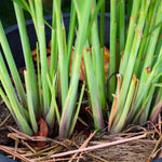 Large 20 Lemon Grass Stalks Plants for Outside Live, Bare Root Lemongrass Plant Live Fresh Well-Rooted, Lemongrass Herb Plants