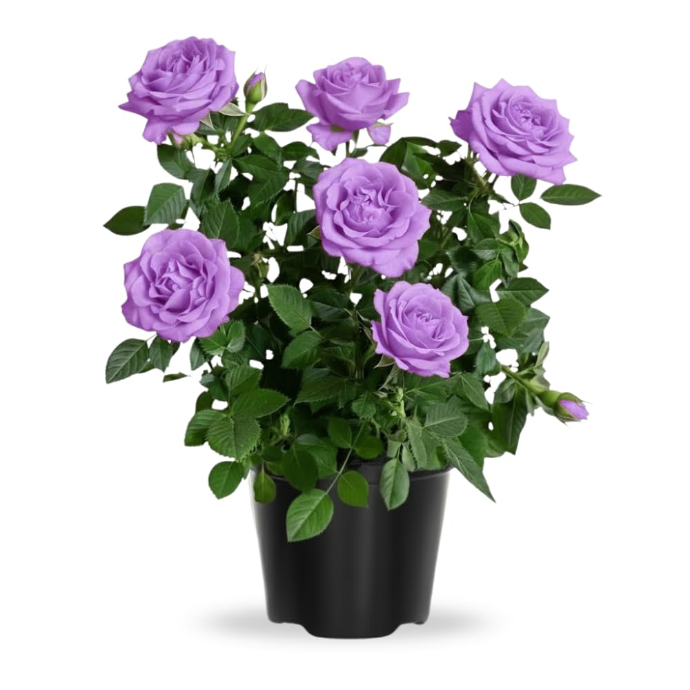 Rose Live Plant, Roses Flower Plant, Fragrant Flower for Planting, 4-6 Inches Tall, Bush Shrub Plants, Well Rooted, Ready to Grow (Orange Rose)