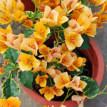 3 Bougainvillea Vine Plants, Bougainvillea Plants Live for Outdoor Landscaping and Containers, 4-7 Inch Tall Well-Rooted, No Pot (Gold Bougainvillea)