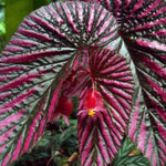 Live Begonia Plant, Indoor Flowering Houseplant, 4-8 Inches Tall, for Indoor or Outdoor Gardens (Red Green Foliage)