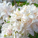 White Azalea Live Plant, Rhododendron Flowering Shrub for Outdoor Planting, 10 Inches Tall, Hardy Azalea Bush for Landscape and Garden