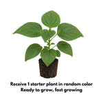 Random Clerodendrum Plants 4–7" Tall, Live Flowering Garden Plants for Patio, Containers and Backyard Landscaping