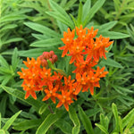 Pack 2 Orange Milkweed Live Plants, Butterfly Milkweed Shrub, Asclepias Tuberosa Plants 4-8 Inches