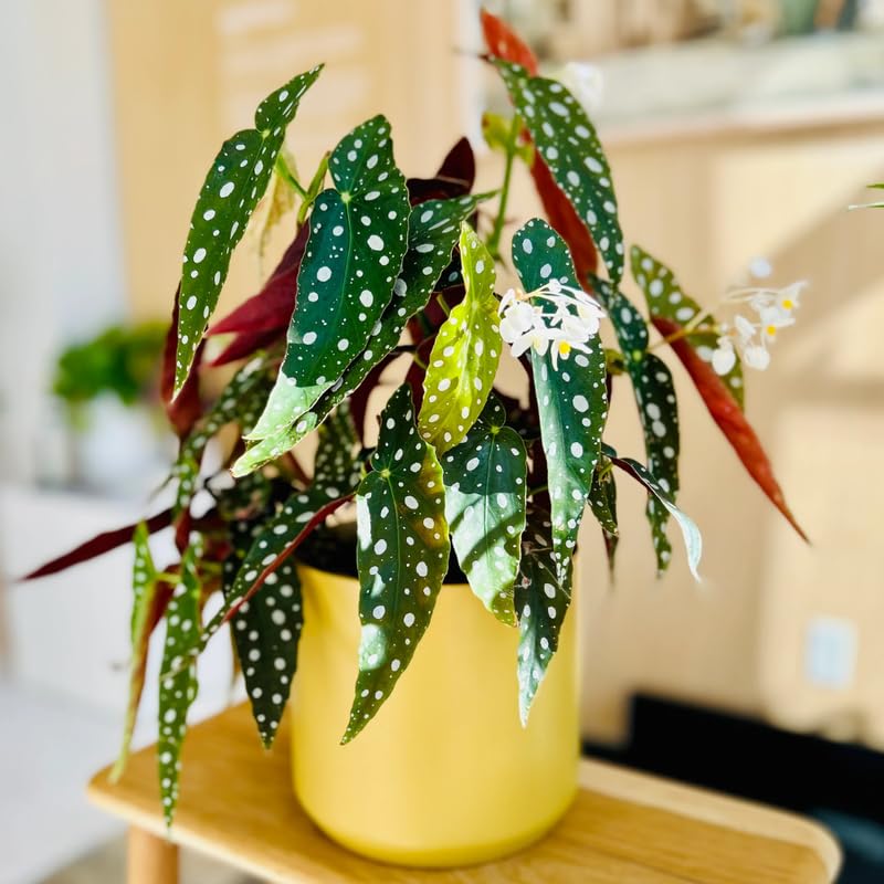 2 Begonia Live Plants Outdoor, Angel Wing Begonia Maculata Plants Live, 5-9" Tall, Ornamental Foliage Houseplant for Home or Office (Pink White Spot)