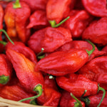Hot Pepper Plant Live for Planting, Pepper Plant in 4 Inc Pot, 4-6 Inc Tall, Well Rooted, Hot Peppers Starter Plant for Indoor Outdoor Growing, 2 Plants in Pot