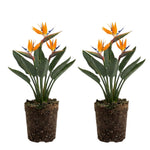 Set 2 Orange Bird of Paradise Live Plants, Tropical Indoor and Outdoor Ornamental Plant, 4-7 Inch Tall Well Rooted