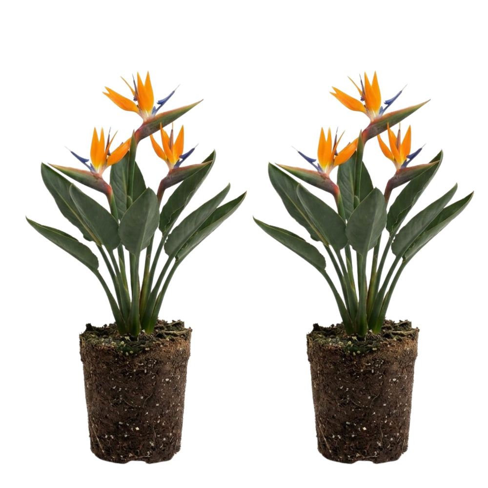 Set 2 Orange Bird of Paradise Live Plants, Tropical Indoor and Outdoor Ornamental Plant, 4-7 Inch Tall Well Rooted