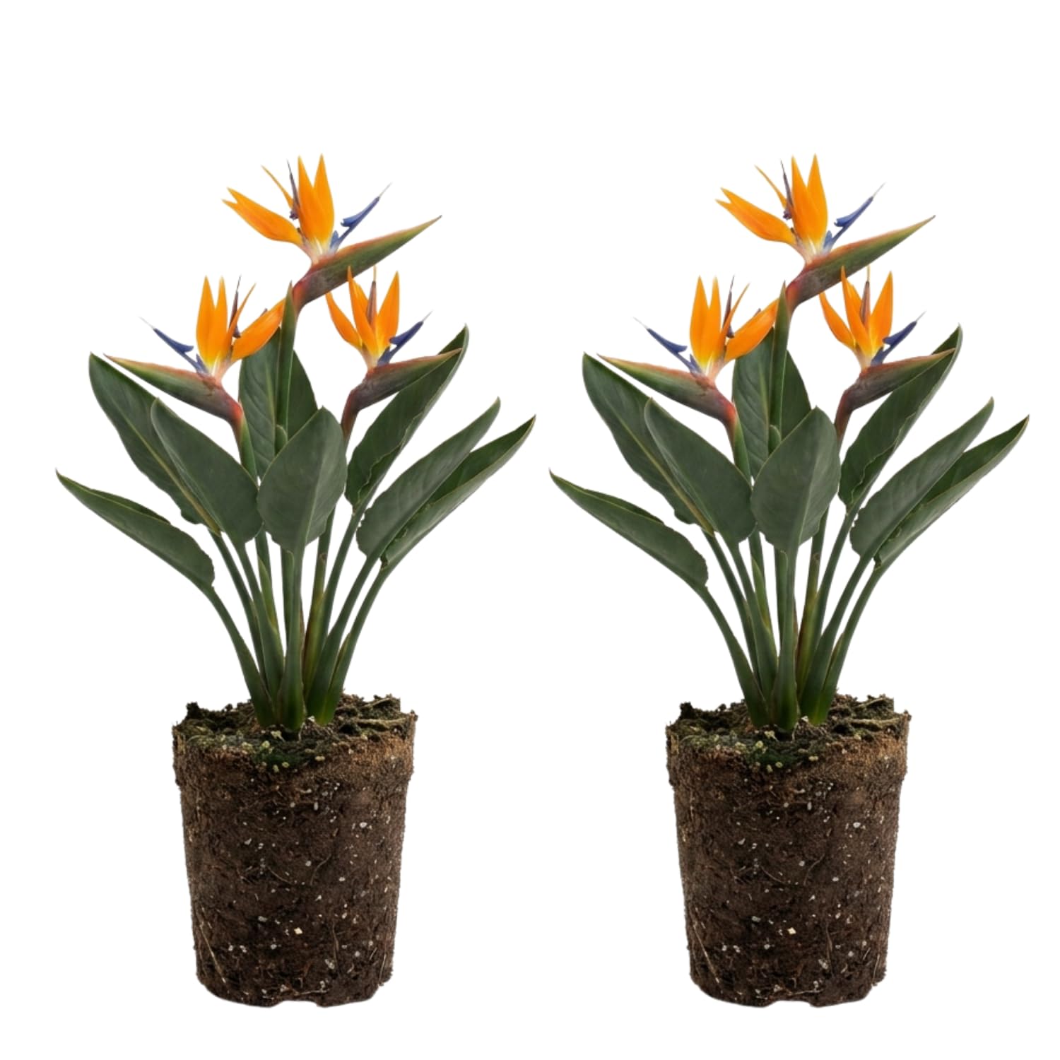 Set 2 Orange Bird of Paradise Live Plants, Tropical Indoor and Outdoor Ornamental Plant, 4-7 Inch Tall Well Rooted
