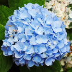 Blue Hydrangea Plant Live in 2.5 Inch Pot, Vibrant Flowering Shrub for Garden, Patio Containers and Indoor Growing