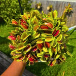 3 Rare Live Venus Fly Traps for Outdoor Indoor Planting, Random Different Cultivar Venus Flytrap Plants Zones 8-10 Growing