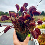 3 Rare Live Venus Fly Traps for Outdoor Indoor Planting, Random Different Cultivar Venus Flytrap Plants Zones 8-10 Growing