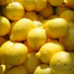Yellow Lemon Live Tree, Citrus Starter Plant, 3-5 Inches Tall