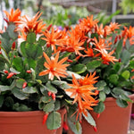 Easter Cactus Live Plant, 4-9” Tall, Rooted Holiday Cactus Succulent Plant for Indoor or Outdoor Growing, Easy Care Flowering Houseplant (Orange Easter Cactus)