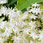 Elderberry Bush Plants Live, Black Elderberry Plant for Outdoor Garden, 5 to 9 Inch Tall Perennial Fruit Plant, No Pot, Cold Hardy, Dormant in Winter