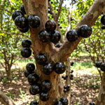 Jaboticaba Plant Live 1 Ft Tall, Black Jabuticaba Fruit Tree for Garden, Patio Containers and Indoor Growing