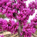 2 Redbud Trees Live Plants, Bare Roots Eastern Redbud Dormant Seedlings, Planting Spring, Cold Hardy, Zones 4-9, American Redbud Tree