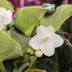 White African Violet Plant Live, White Violet Flower, 3-5 Inches Tall
