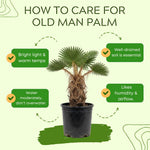 Palm Tree Live Plant, Fully Rooted in 3 Gallon Pot, Rare Tropical Plant Live for Indoor or Outdoor Growing, Old